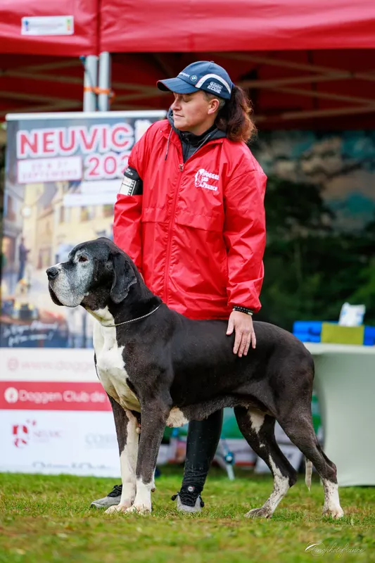 BRIANNA Del Negre de la Perla · Dogue Allemand femelle Noir · LOF 81005 · élevage Éleveur (ancien membre)