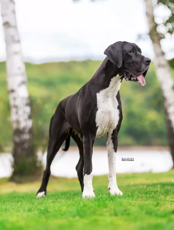 VALINOR DE L'OUTSAINA · Dogue Allemand femelle Noir · LOF 87753 · élevage ESPOSITO FLORIANE