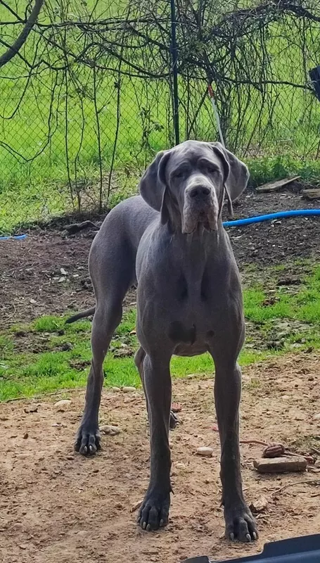 ARWEN De la Tour du Dauphine · Dogue Allemand femelle Bleue · LOF 88009 · élevage MIDOUX CATHERINE ET MIGUEL