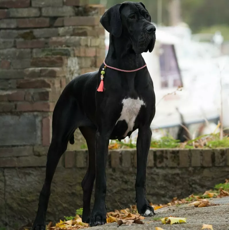 TESS DE L'ETHER DE PANDORA · Dogue Allemand femelle Noir · LOF 86080 · élevage MALTERRE VIRGINIE & WRASCKI CHRISTOPHE