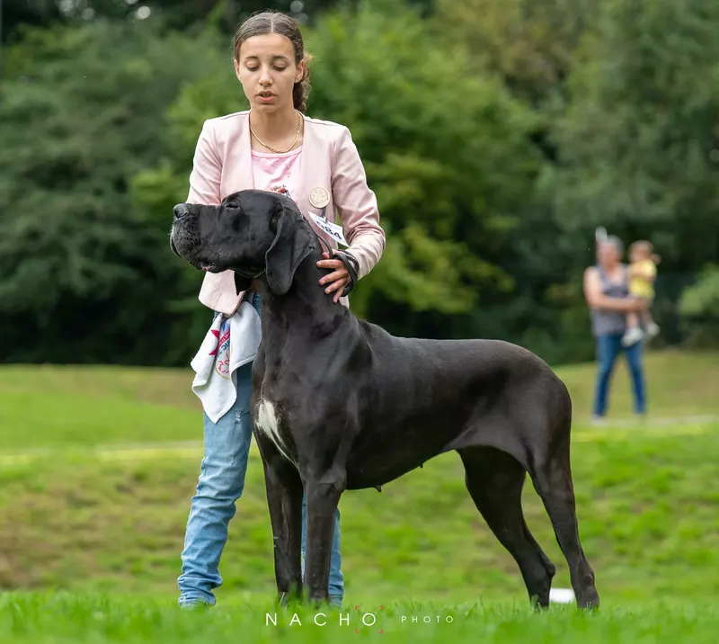 U GWENRANN Du Domaine du Rupt de Mad · Dogue Allemand femelle Noire · LOF 86308 · élevage DREUMONT VALERIE