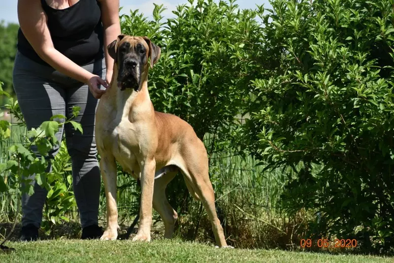 NINA DE L'HACIENDA DES DOGOS · Dogue Allemand femelle Fauve · LOF 80825 · élevage MONROLIN DAVID