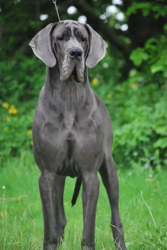 BLUE POEVAI The Blue Dream Rhapsody · Dogue Allemand femelle Bleue · LOF 84286