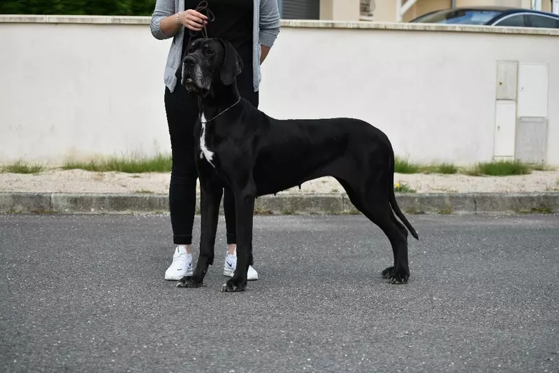 OSHIWA JACKL'OR · Dogue Allemand femelle Noir · LOF 82136 · élevage TERRIER MARQUANT CHRISTELLE & MME CASTAGNINI EMILIE