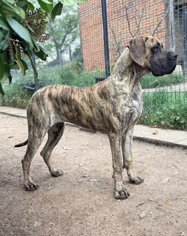 ALLY AU ROYAUME DE LEYLA · Dogue Allemand femelle Bringé · LOF 88391 · élevage MATHOREL STEPHANIE & JOLIS GUILLAUME