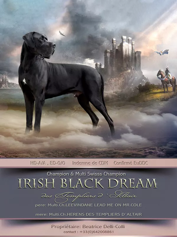 IRISH BLACK DREAM DES TEMPLIERS D'ALTAIR Des Templiers D'altair · Dogue Allemand mâle Noir · LOF 78565 · élevage Non renseigné