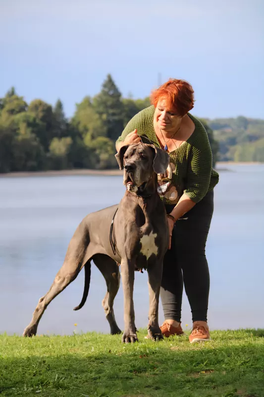 NAIMA De la Guilde des Nephilims · Dogue Allemand femelle Bleue · LOF 80877 · élevage COTTIER CELINE