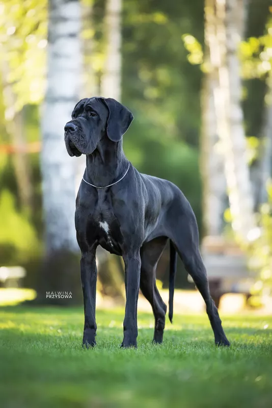 UKITA DE L'ETHER DE PANDORA · Dogue Allemand femelle Noir · LOF 86491 · élevage MALTERRE VIRGINIE & WRASCKI CHRISTOPHE