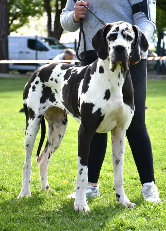 VECTRA Du Domaine du Rupt de Mad · Dogue Allemand femelle Noire · LOF 87843 · élevage DREUMONT VALERIE