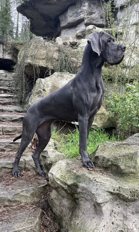 VAVAI De la Cote Septentrionale · Dogue Allemand femelle Bleue · LOF 87788 · élevage NEUVILLE CHRISTELLE