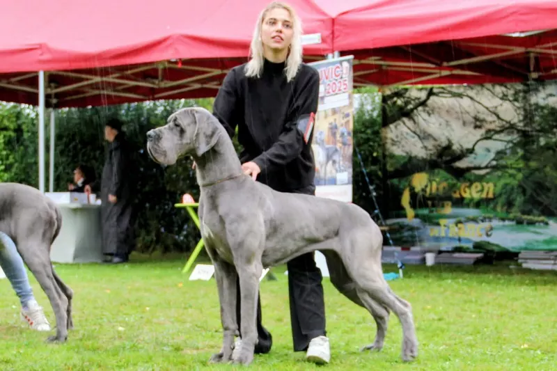 VAGUE A L'AME DES SOURCES DU GRAND DOLMEN · Dogue Allemand femelle Bleu · LOF 87300 · élevage Confidentiel