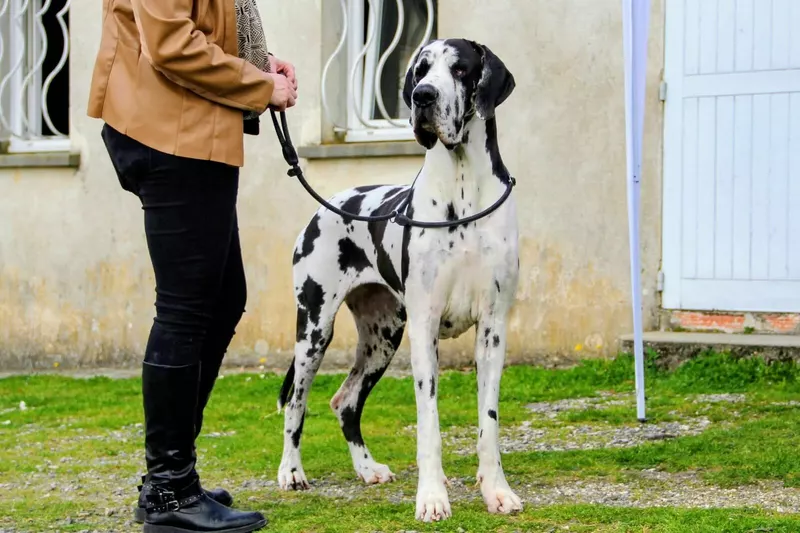 UMEYMA Du Temple Sacre D'heloise · Dogue Allemand femelle Noire · LOF 86970 · élevage MONNIN ELISABETH
