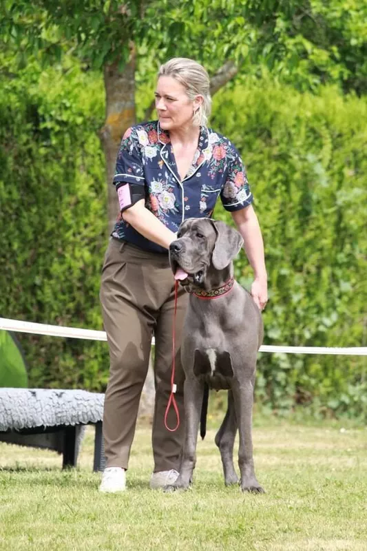 SUNNY De la Prairie des Fees · Dogue Allemand femelle Bleue · LOF 84409 · élevage JOUBERT MARYSE