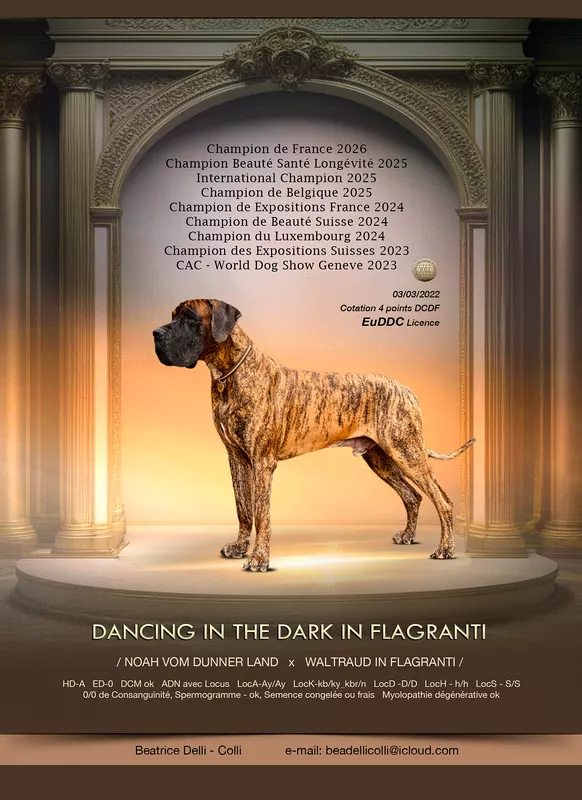 DANCING IN THE DARK IN FLAGRANTI In Flagranti · Dogue Allemand mâle Bringé · LOF 86512 · élevage Non renseigné