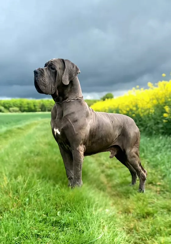 RASCAR CAPAC DE LA GUILDE DES NEPHILIMS · Dogue Allemand mâle Bleu · LOF 83664 · élevage LA GUILDE DES NEPHILIMS