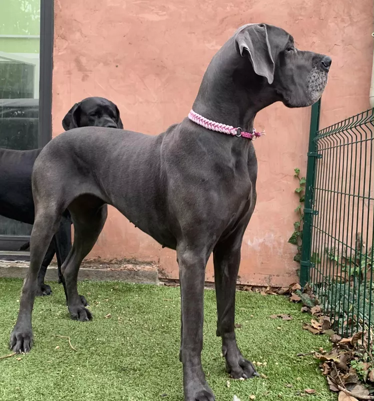 SELIMENE DE LA COTE SEPTENTRIONALE · Dogue Allemand femelle Bleu · LOF 85078 · élevage NEUVILLE CHRISTELLE