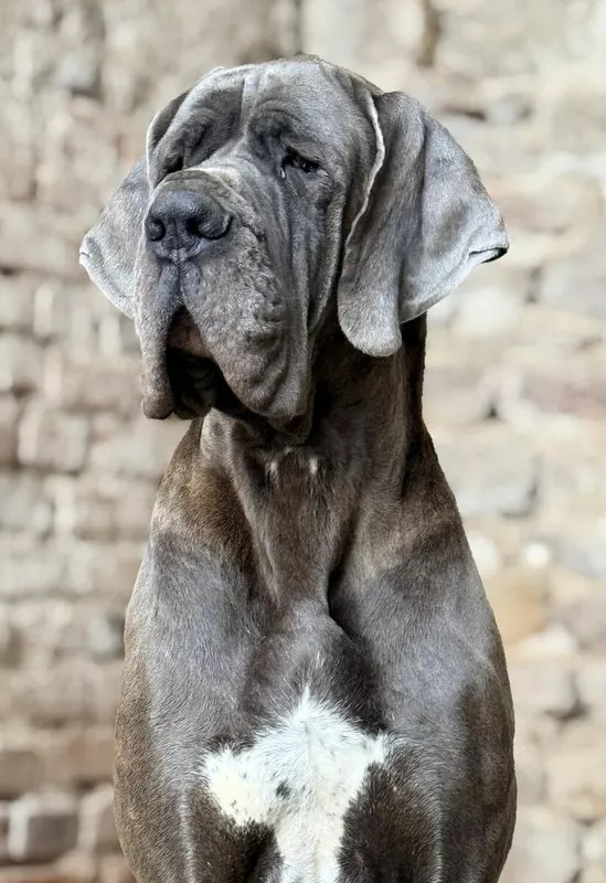 TADJOURA DE LA BENJAMINE · Dogue Allemand femelle Bleu · LOF 85935 · élevage MAUNDER PORTRON VERONIQUE