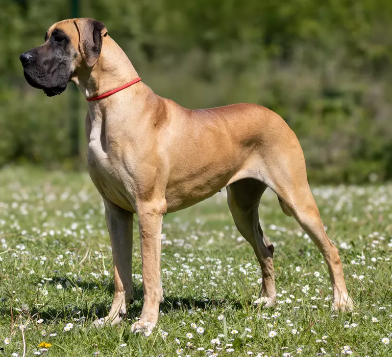 VARIATION SUR MARILOU DU VAL DE CELLE · Dogue Allemand femelle Fauve · LOF 87394 · élevage BOULANGER SYLVAIN