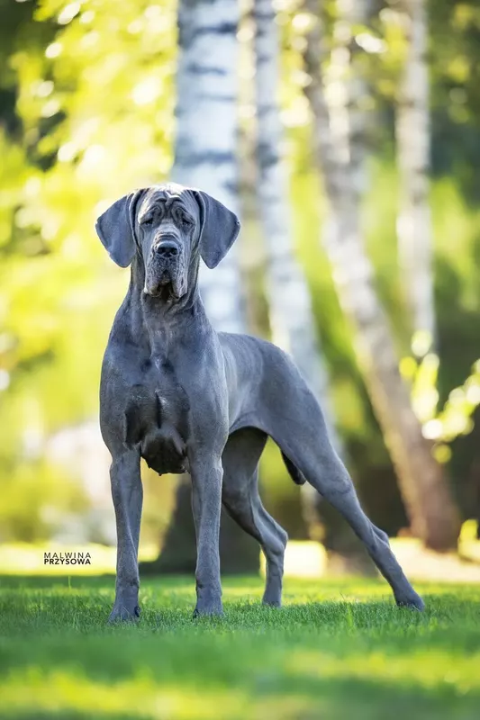 FAFARAFA MODRY EFEKT Modry Efekt · Dogue Allemand femelle Bleu · LOF 87417 · élevage Non renseigné