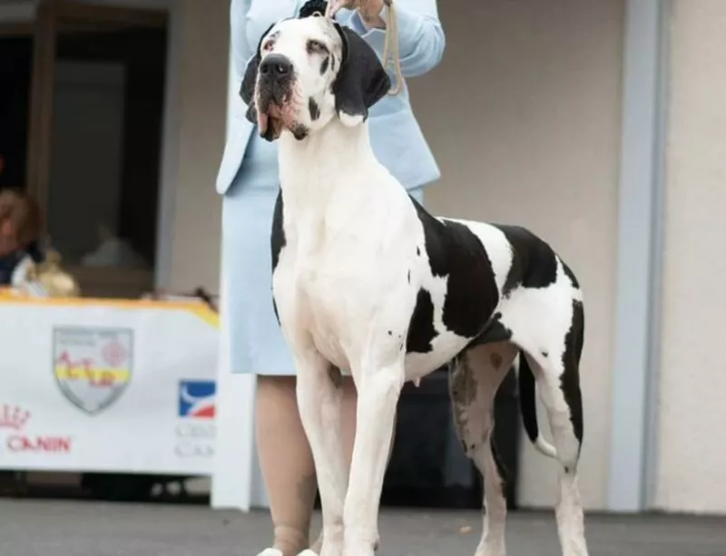 THEODORA DE L'ETHER DE PANDORA · Dogue Allemand femelle Blanc bigarré de noir · LOF 86078 · élevage MALTERRE VIRGINIE & WRASCKI CHRISTOPHE