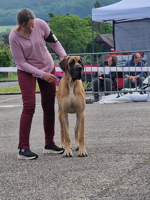 ARIZONA Du Domaine du Rupt de Mad · Dogue Allemand femelle Fauve · LOF 87855 · élevage DREUMONT VALERIE