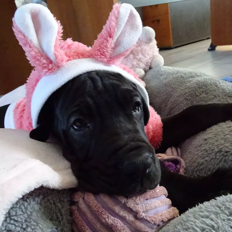 PEARL NOELYNE MOLOSEUM · Dogue Allemand · PKR II-132010 · élevage Mme KUKLA Dorota