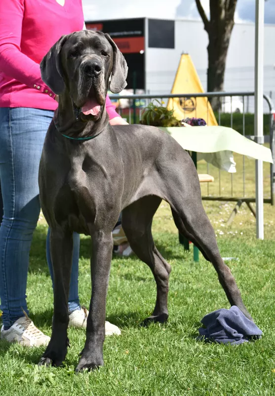 VAVEA DIT ALBA De la Cote Septentrionale · Dogue Allemand femelle Bleue · LOF 87790 · élevage NEUVILLE CHRISTELLE