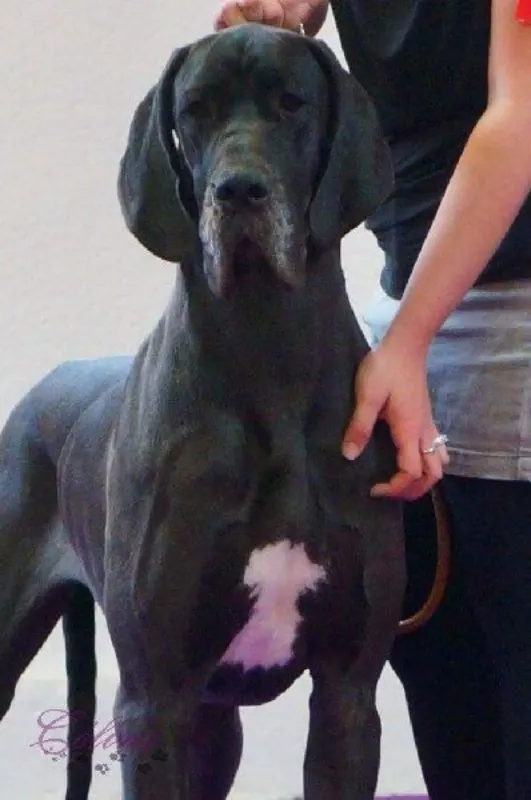 JENNA D'OCHRETOLIEVALTT · Dogue Allemand femelle Noir · LOF 76752 · élevage MASSUET CLOTILDE & RUDOLF CHARLOTTE