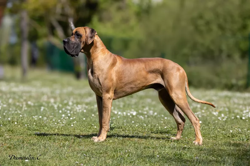 VAL-WILLO DU VAL DE CELLE · Dogue Allemand mâle Fauve · LOF 87386 · élevage BOULANGER SYLVAIN