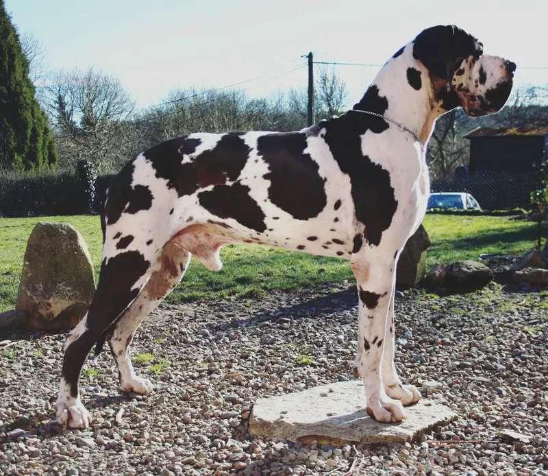 HUMPHREY BOGART De la Barasseine · Dogue Allemand mâle Noir · LOF 75538 · élevage GUITON LAURENT