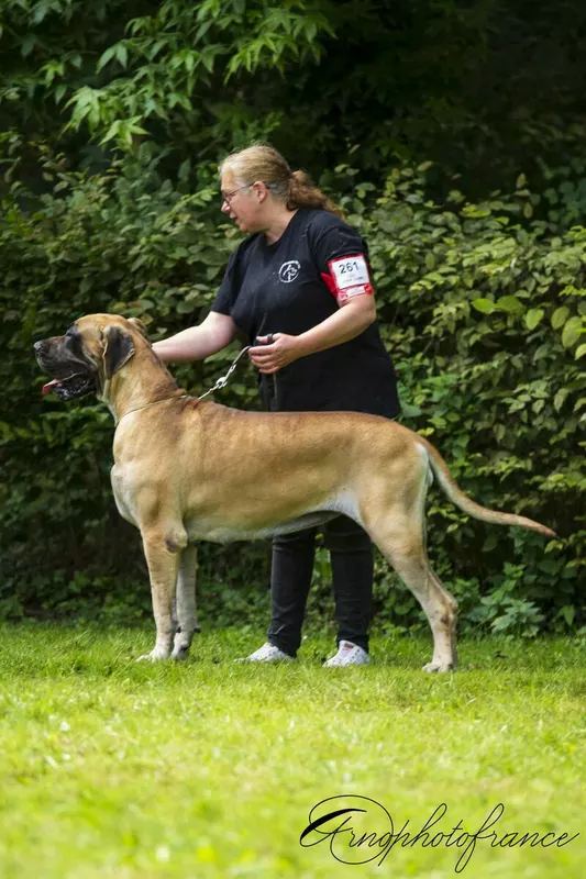 SYSKA DES ZAMOURS DE CAUX · Dogue Allemand femelle Fauve · LOF 84765 · élevage LES ZAMOURS DE CAUX