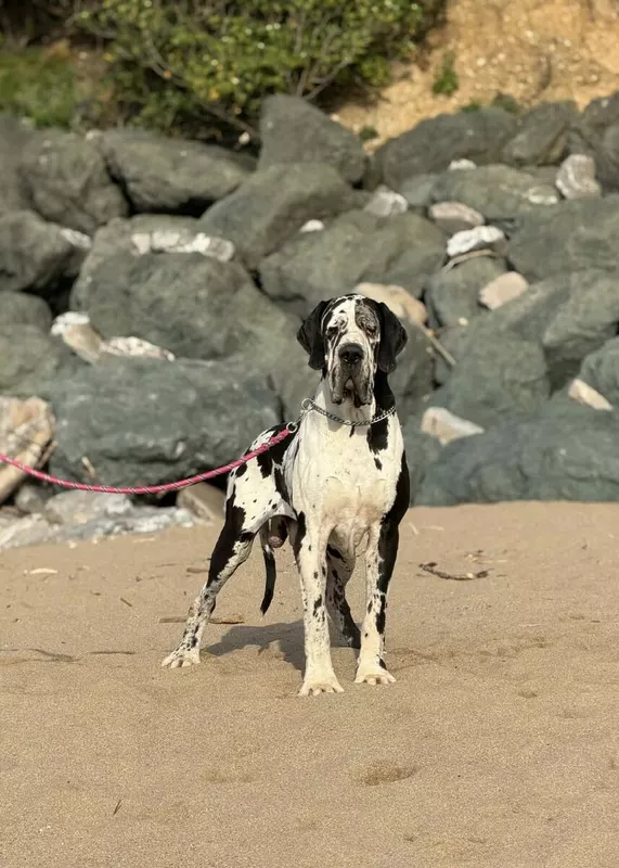 THESTARISBORN AU ROYAUME DE LEYLA · Dogue Allemand mâle Blanc bigarré de noir · LOF 86228 · élevage MATHOREL STEPHANIE & JOLIS GUILLAUME