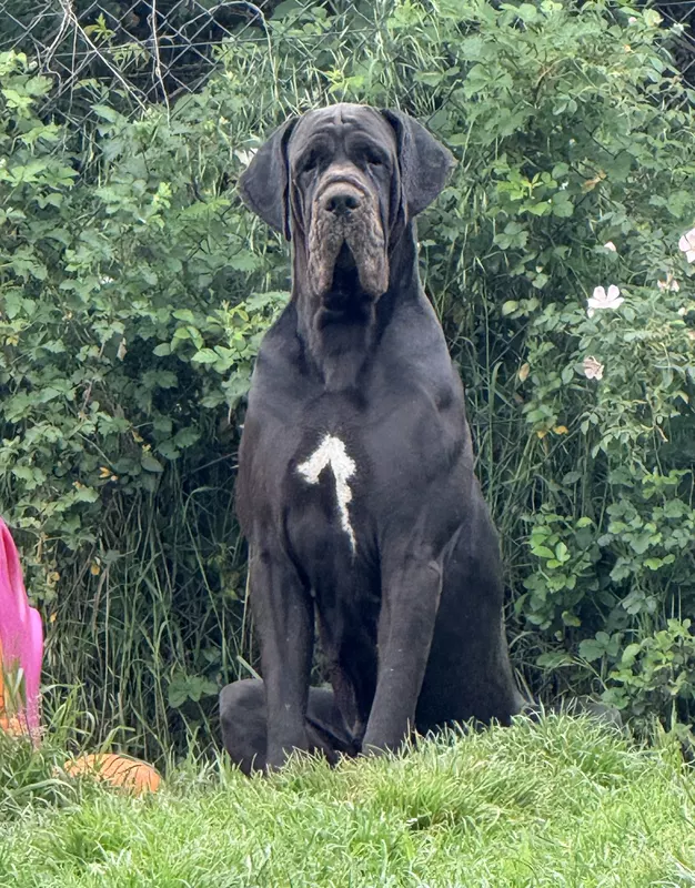 TAWANE DE LA BENJAMINE · Dogue Allemand femelle Noir · LOF 86373 · élevage MAUNDER PORTRON VERONIQUE