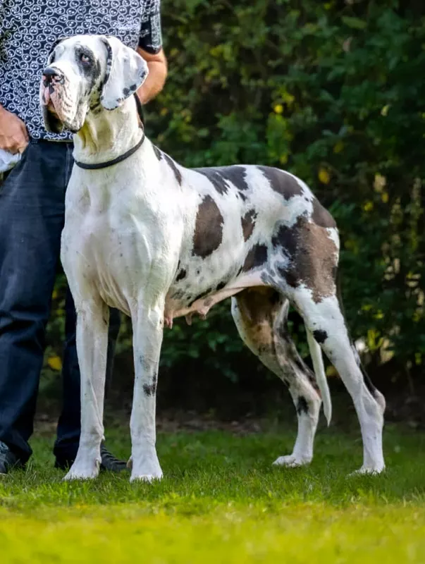 SARADA DU WEKOMUNDO OF DARK ANGEL'S · Dogue Allemand femelle Blanc bigarré de noir · LOF 85000 · élevage DUPONT AMANDINE & ISABELLE