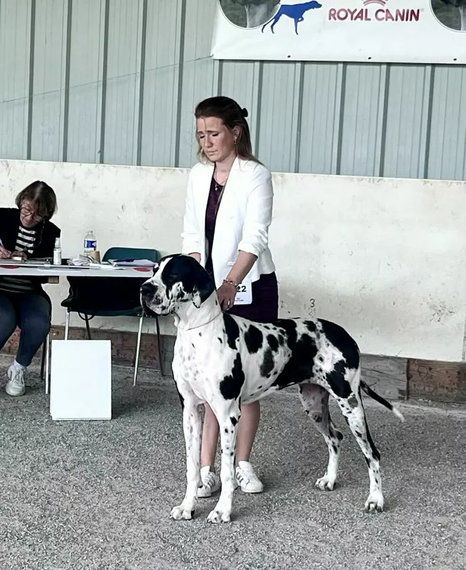 ADRASTEA DU TEMPLE SACRE D'HELOISE · Dogue Allemand femelle Blanc bigarré de noir · LOF 88129 · élevage MONNIN ELISABETH
