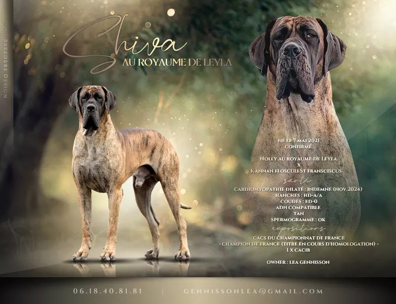 SHIVA AU ROYAUME DE LEYLA · Dogue Allemand mâle Bringé · LOF 84705 · élevage MATHOREL STEPHANIE & JOLIS GUILLAUME