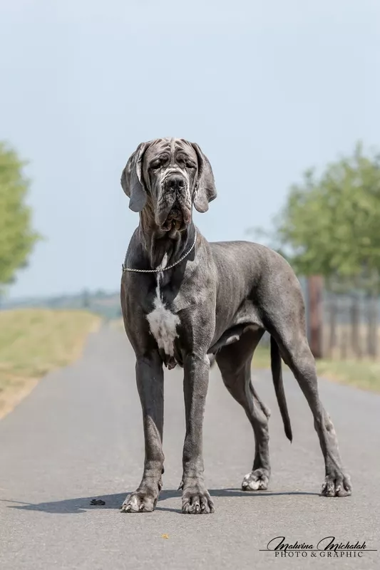 NASSILENDILL DE LA GUILDE DES NEPHILIMS · Dogue Allemand femelle Bleu · LOF 80873 · élevage LA GUILDE DES NEPHILIMS