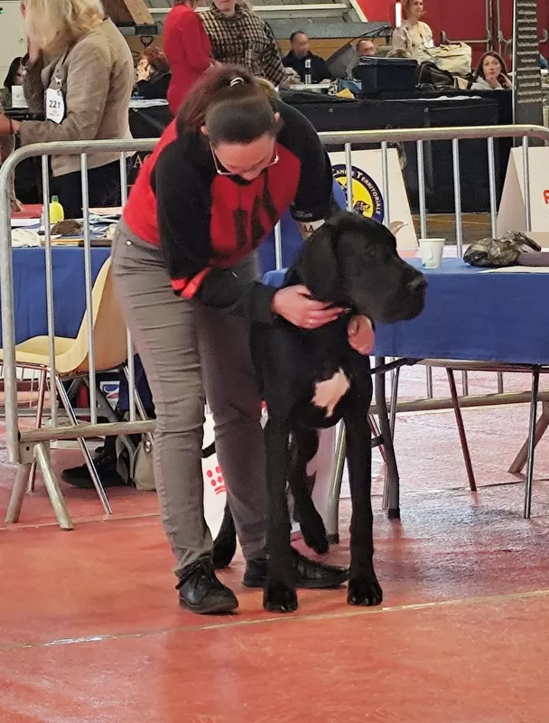 AZOTE DES ZAMOURS DE CAUX · Dogue Allemand mâle Noir · LOF 88334 · élevage LES ZAMOURS DE CAUX