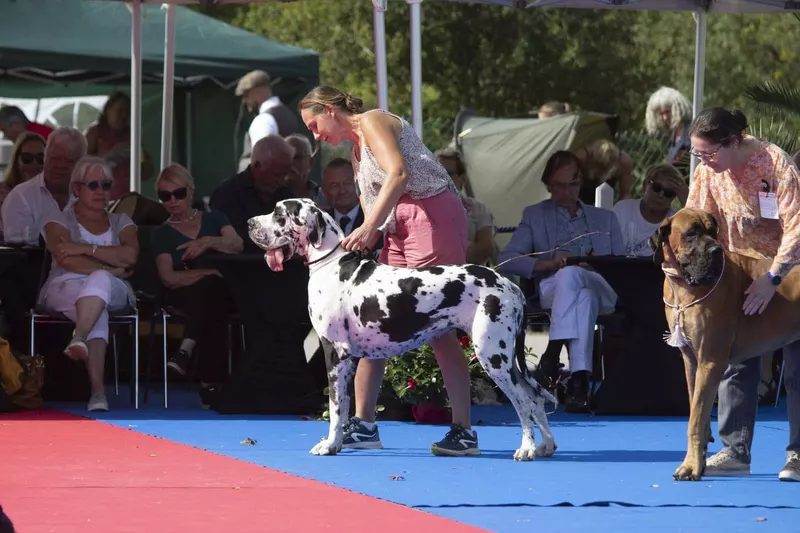 ROAZHON DU DOMAINE DU RUPT DE MAD · Dogue Allemand femelle Blanc bigarré de noir · LOF 83436 · élevage DREUMONT VALERIE