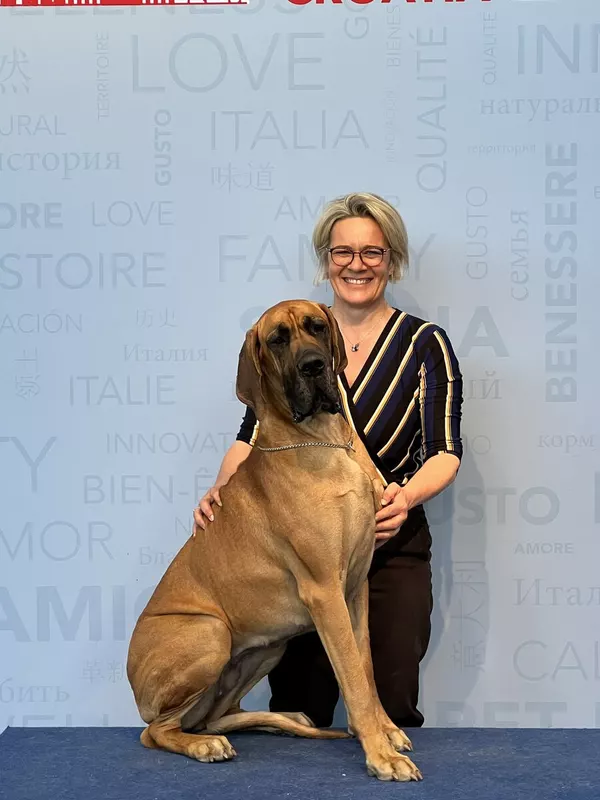 TEBALDI DES PETITES VERNIERES · Dogue Allemand femelle Fauve · LOF 86202 · élevage MIGNOT GERARD & M. VIAUD PHILIPPE