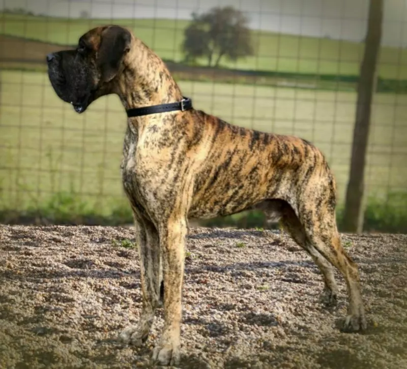 CIAN DE ULMER De Ulmer · Dogue Allemand · LOE 2473202 · élevage M. MARTINEZ PINTOR Jose Maria