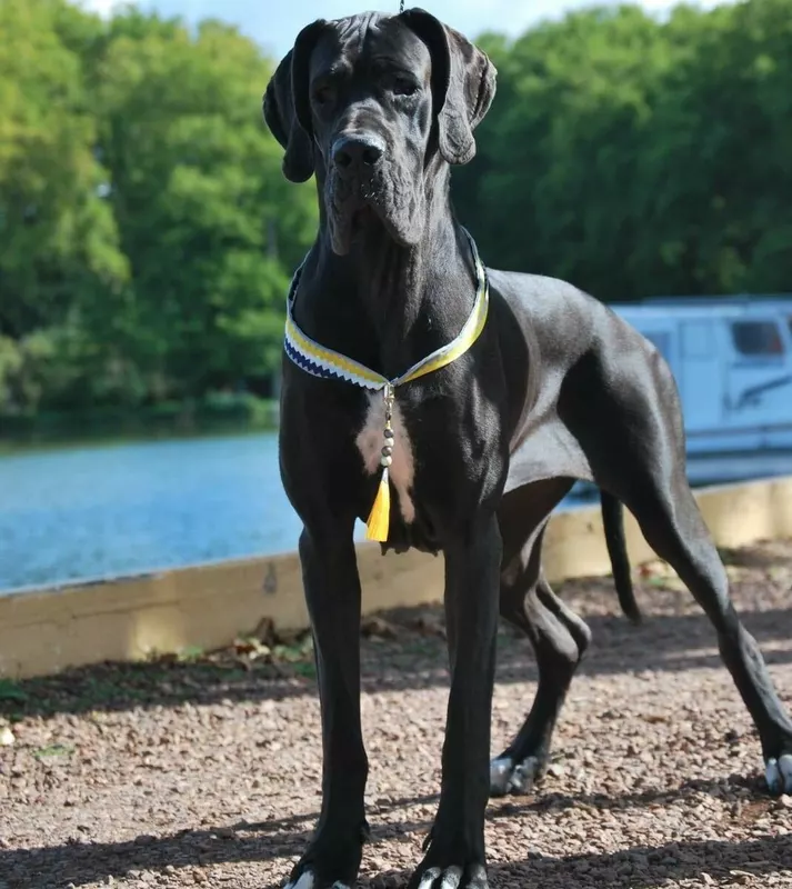 SCARLETT AU ROYAUME DE LEYLA · Dogue Allemand femelle Noir · LOF 84570 · élevage MATHOREL STEPHANIE & JOLIS GUILLAUME