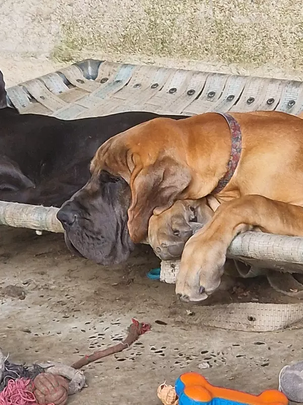 ADELAIDE DU DOMAINE DU RUPT DE MAD · Dogue Allemand femelle Fauve · LOF 87858 · élevage DREUMONT VALERIE