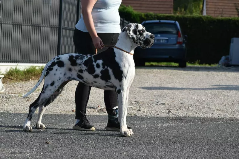 UNE PERLE DESTRUCTRICE DE CAMARDOUN · Dogue Allemand femelle Blanc bigarré de noir · LOF 86663 · élevage RIO MARINE
