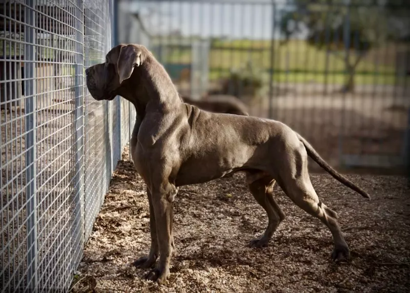 QASSIUS DE DOGOKO · Dogue Allemand · LOE 2600187 · élevage Mme AGUADO MIRON Sonia