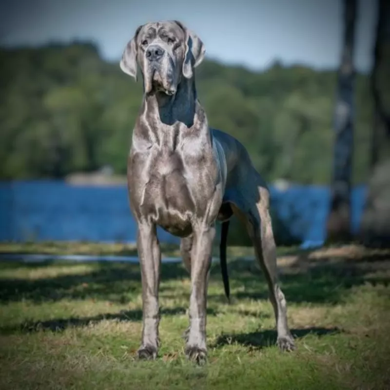 RAGNAR DE DOGOKO · Dogue Allemand · LOE 2628525 · élevage Mme AGUADO MIRON Sonia