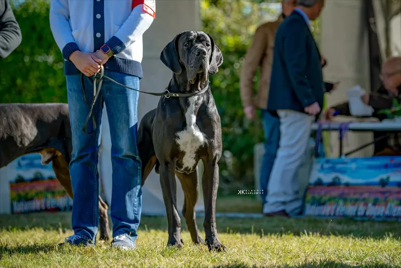 TAHARQA DES BRUMES DE LA VALLEE DU CHER · Dogue Allemand mâle Noir · LOF 85345 · élevage DREUX JACQUELINE
