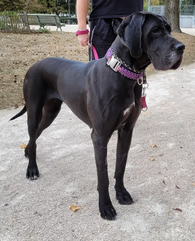 REVE DU DOMAINE DU RUPT DE MAD · Dogue Allemand femelle Noir · LOF 83442 · élevage DREUMONT VALERIE