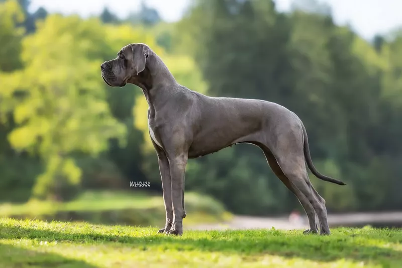 VVINIFRED SAND MORRIGHAN DE LA GUILDE DES NEPHILIMS · Dogue Allemand femelle Bleu · LOF 87082 · élevage LA GUILDE DES NEPHILIMS
