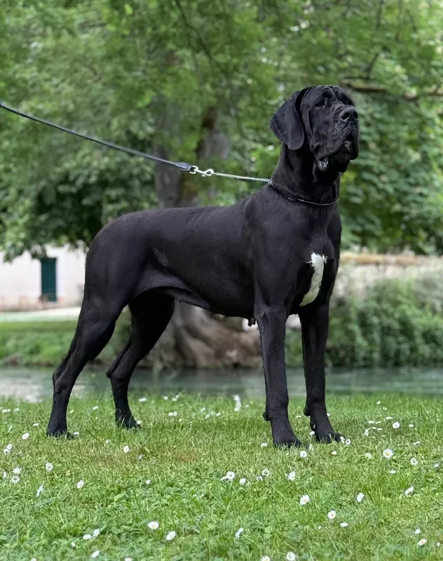 UTAH AU ROYAUME DE LEYLA · Dogue Allemand femelle Noir · LOF 86771 · élevage MATHOREL STEPHANIE & JOLIS GUILLAUME